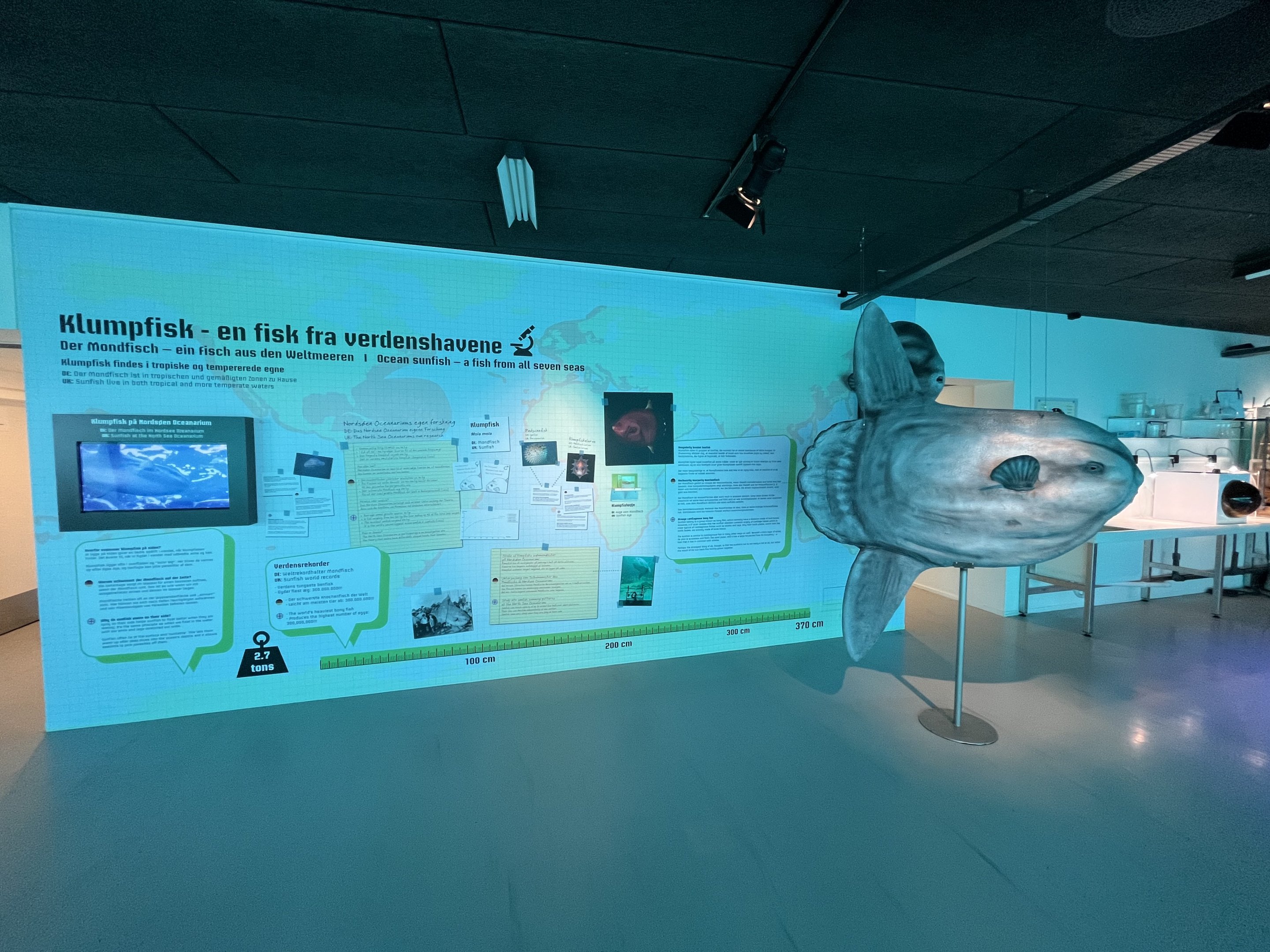 Ocean Sunfish Display