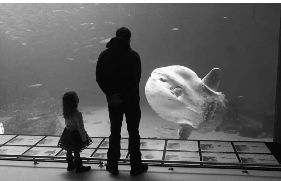 Ocean sunfish in 2019