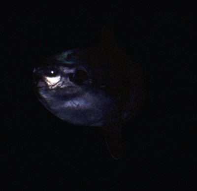 Ocean Sunfish (Mola mola)