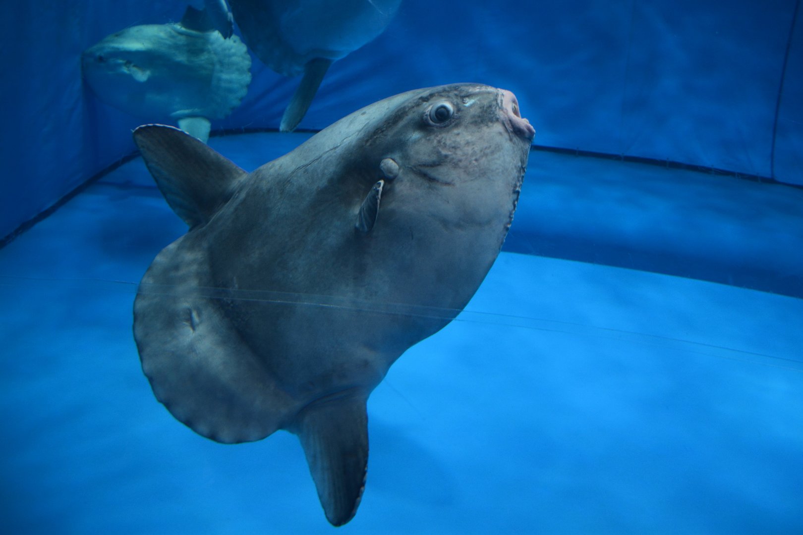 Ocean sunfish (Mola mola)