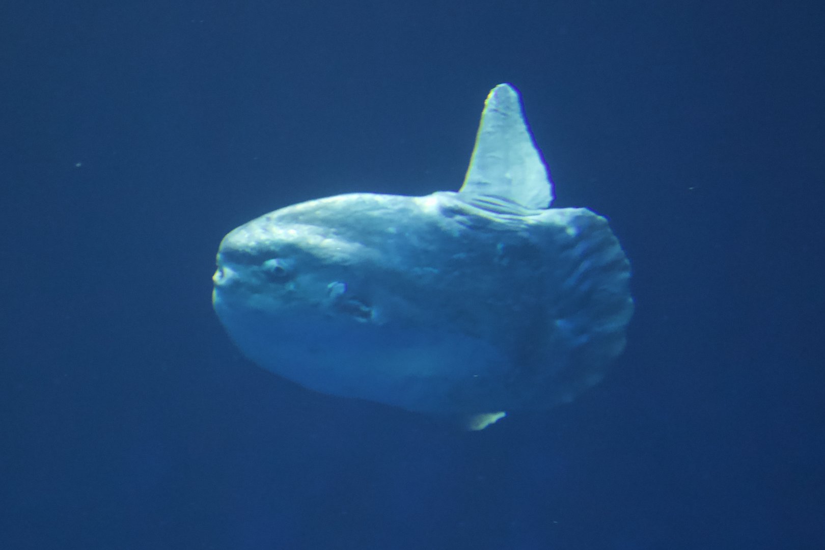 Ocean Sunfish/ Mola mola