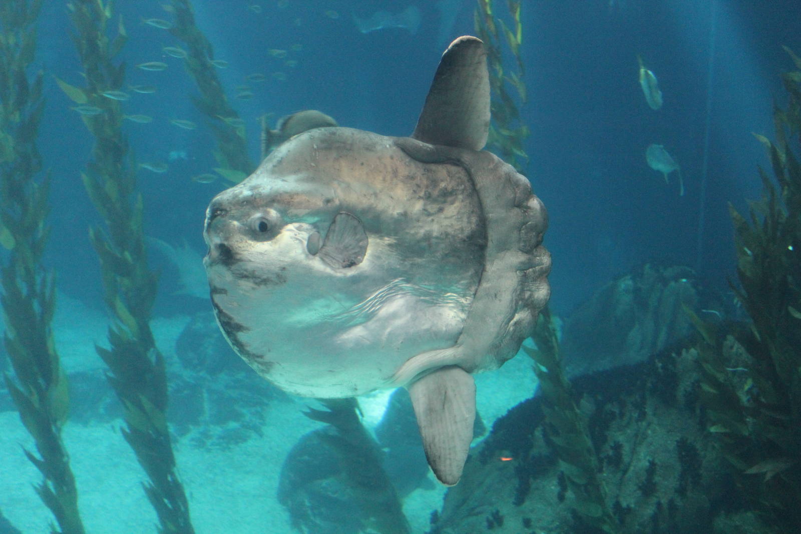 Ocean Sunfish - Oct 2014