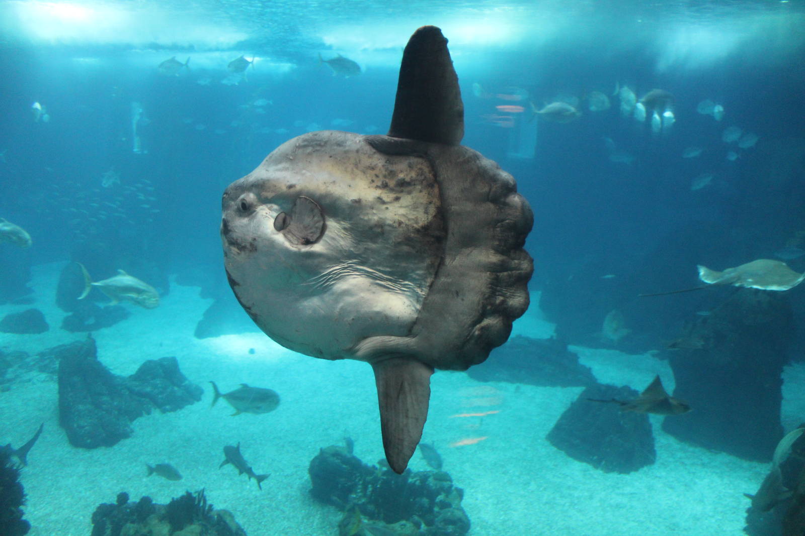 Ocean Sunfish - Oct 2014