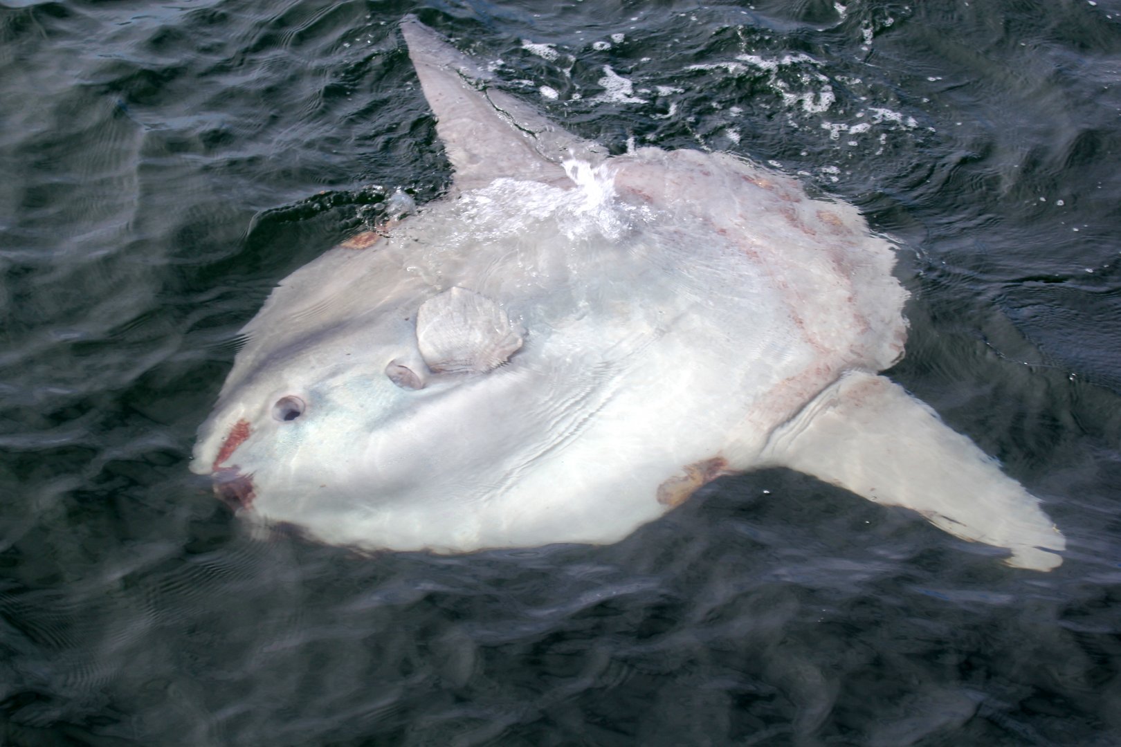 ocean sunfish or common mola (Mola mola)