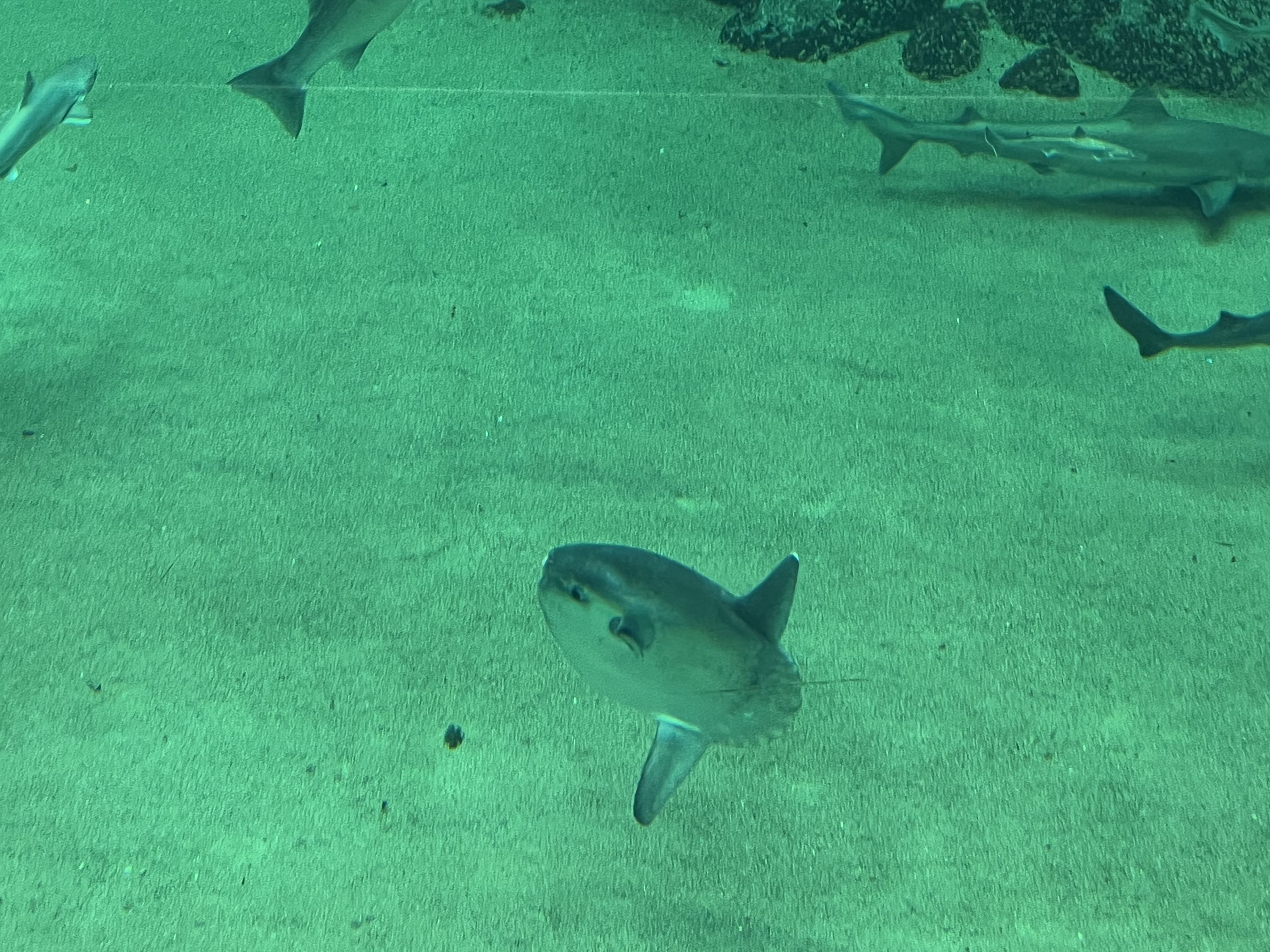Ocean Sunfish (there are two)