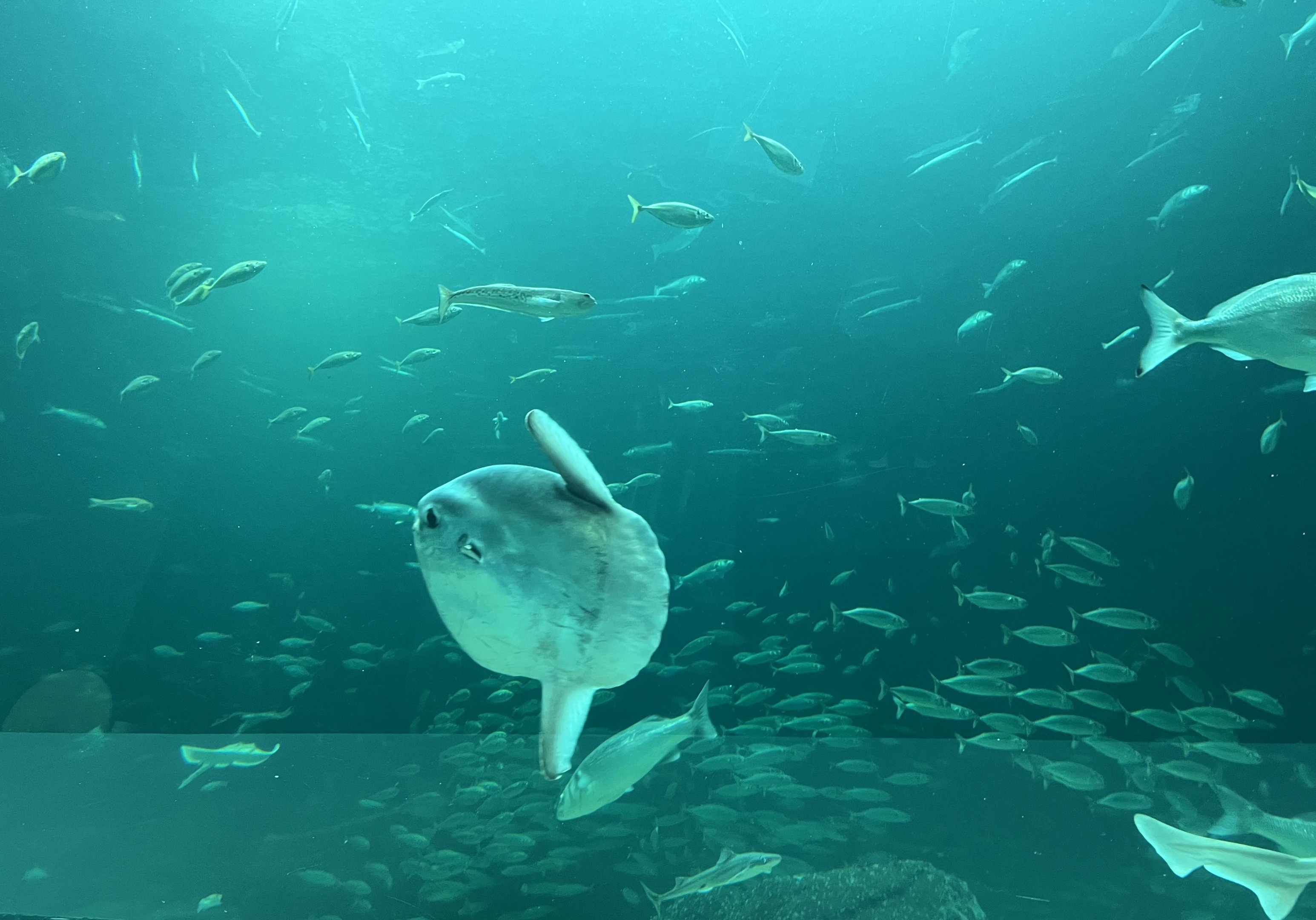 Ocean Sunfish (there are two)