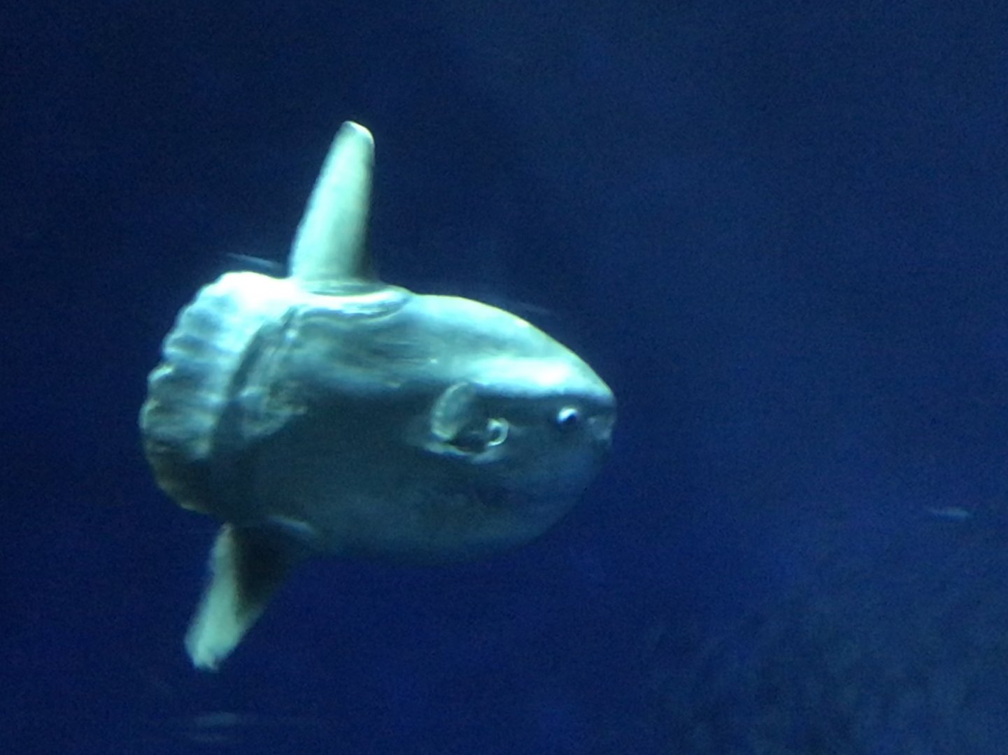 Ocean sunfish
