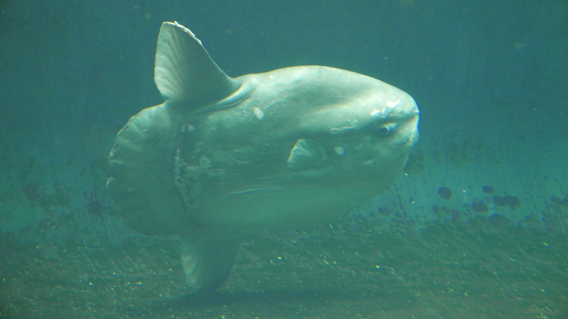 Ocean Sunfish