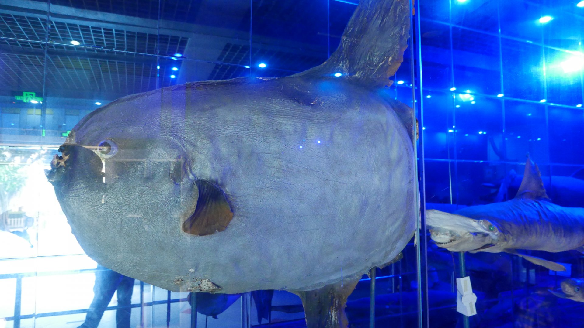 Ocean Sunfish