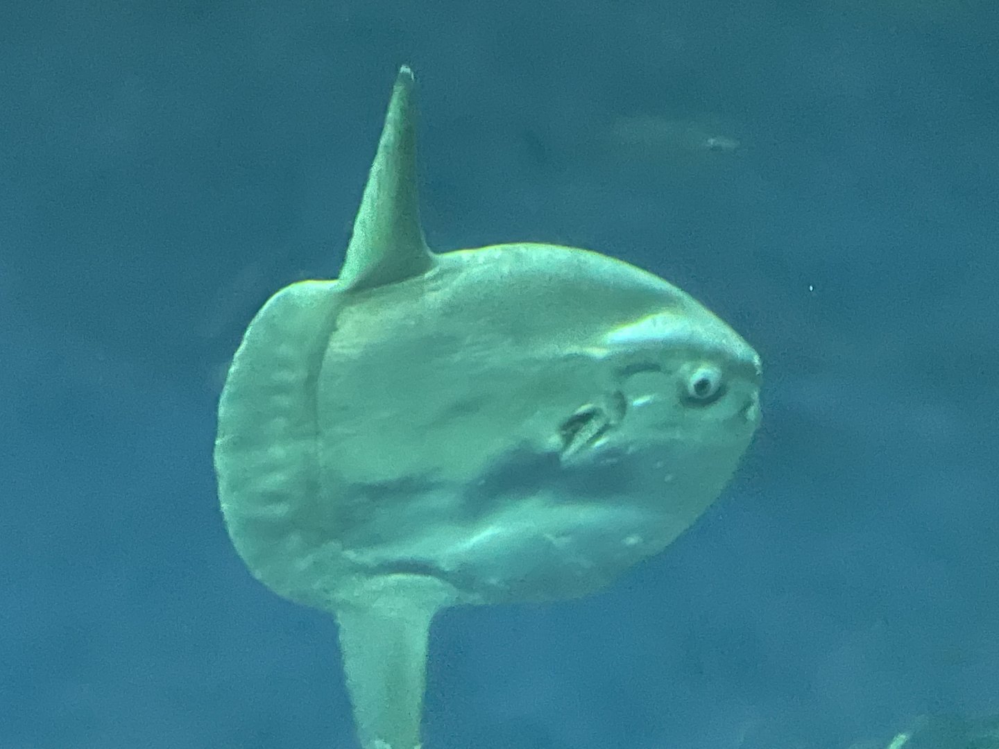 Ocean sunfish