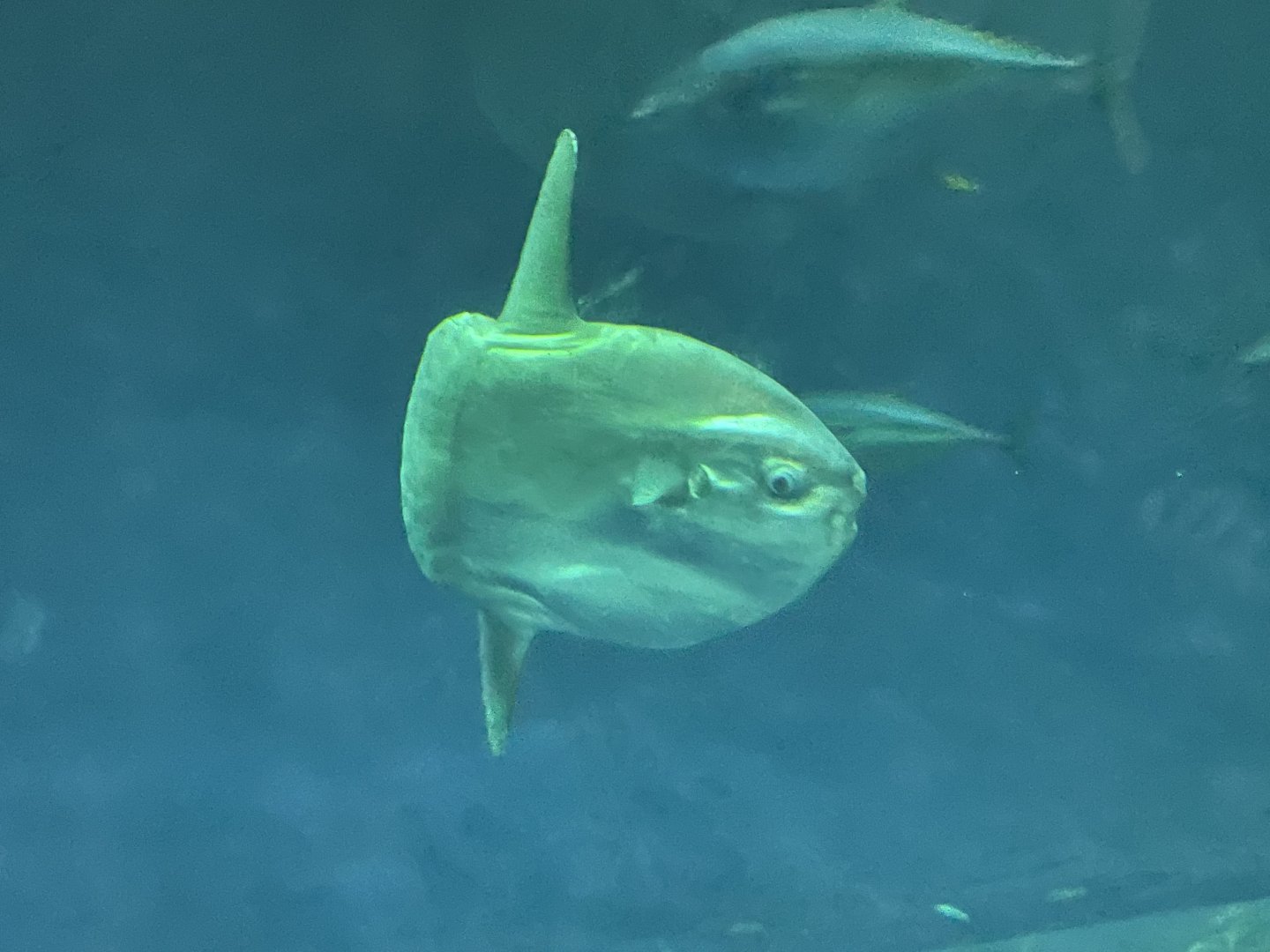 Ocean sunfish