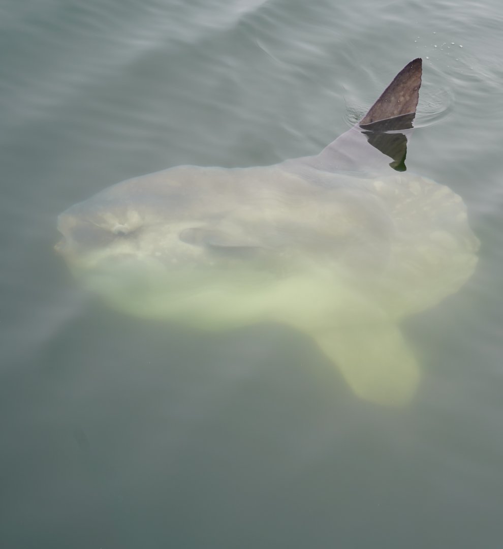Ocean sunfish