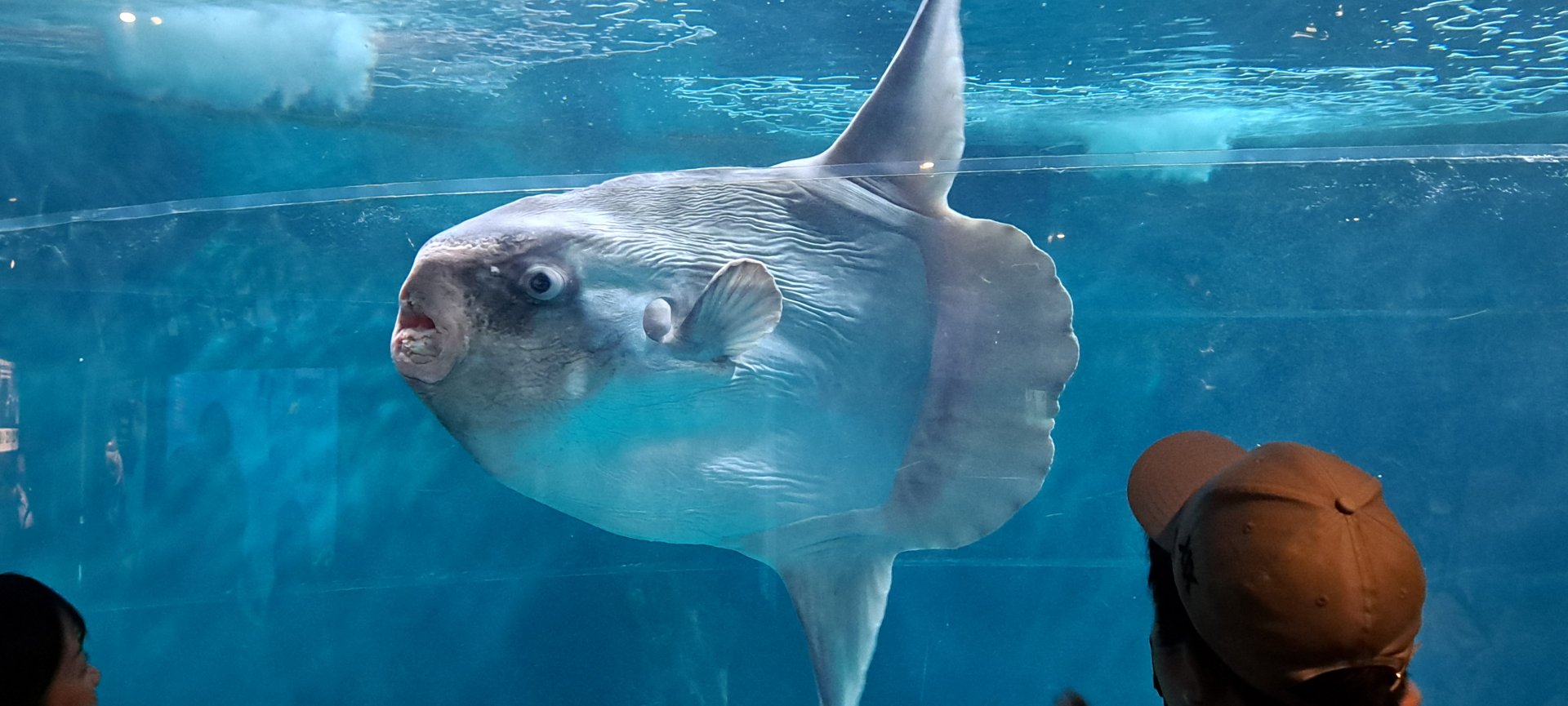 Ocean Sunfish