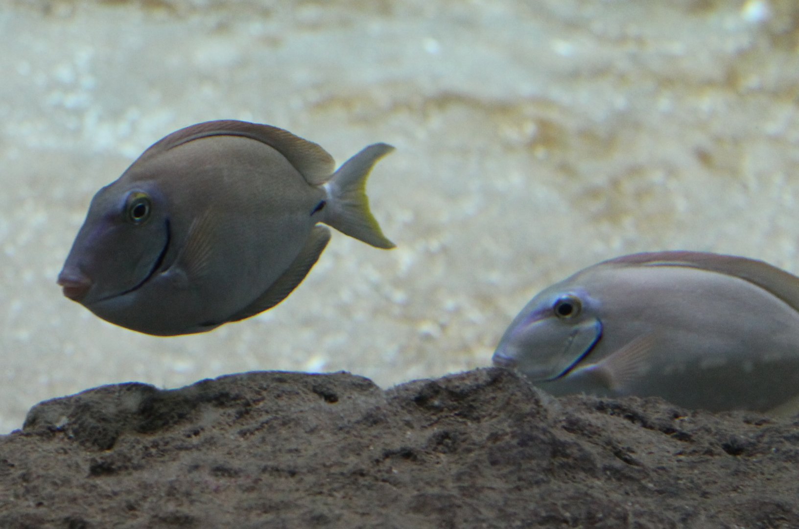 Ocean surgeon - Acanthurus bahianus