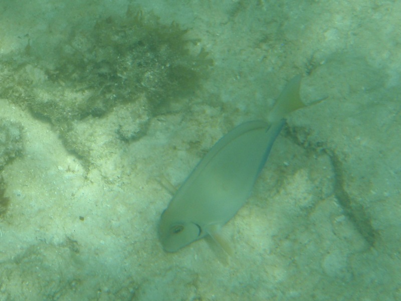 Ocean surgeonfish (Acanthurus bahianus)