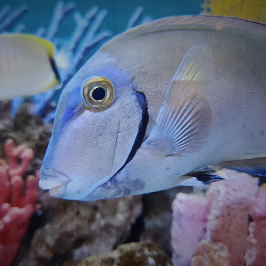 Ocean Surgeonfish (Acanthurus tractus)