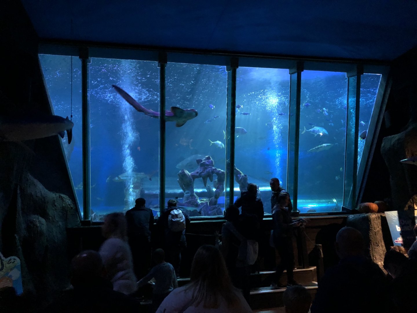 Ocean Tank at SEA LIFE Blackpool (2019)