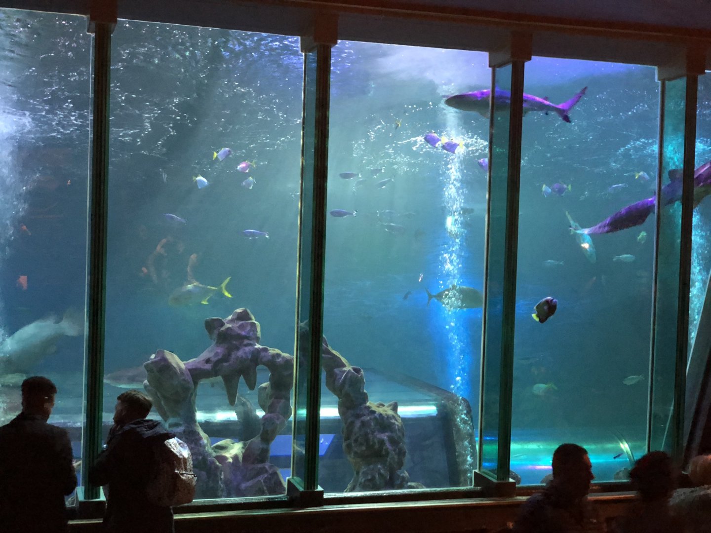 Ocean Tank at SEA LIFE Blackpool (2019)