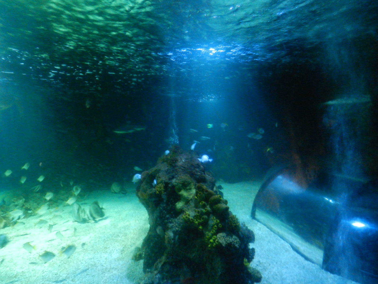 Ocean Tank at SEA LIFE Scarborough - 26/08/2012