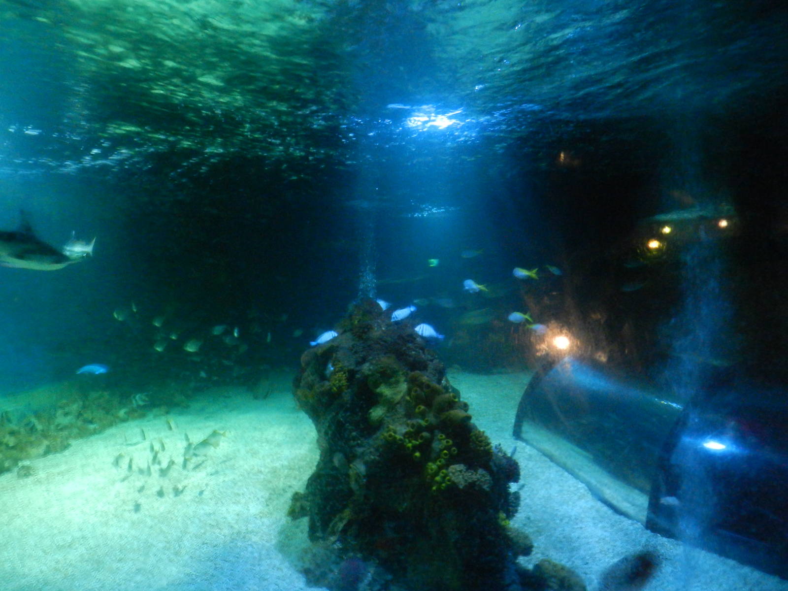 Ocean Tank at SEA LIFE Scarborough - 26/08/2012