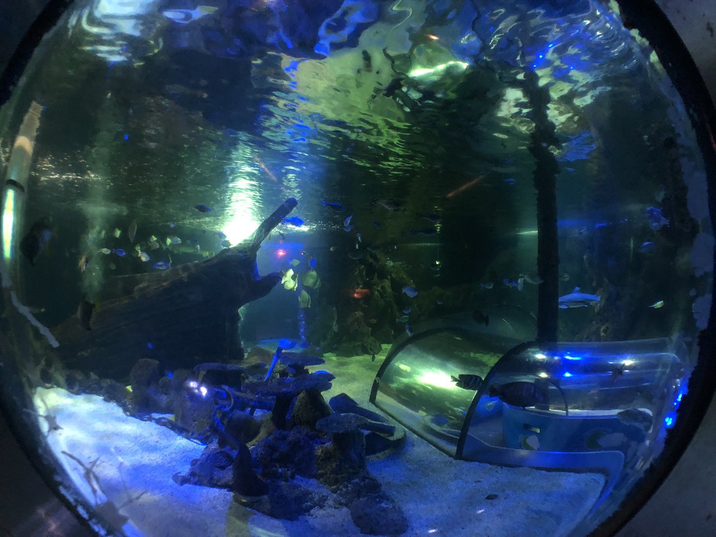 Ocean Tank at SEA LIFE Scarborough (September 2022)