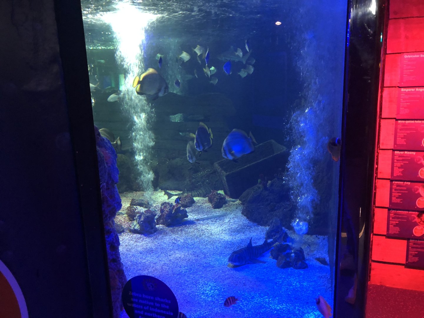 Ocean Tank at SEA LIFE Scarborough (September 2022)