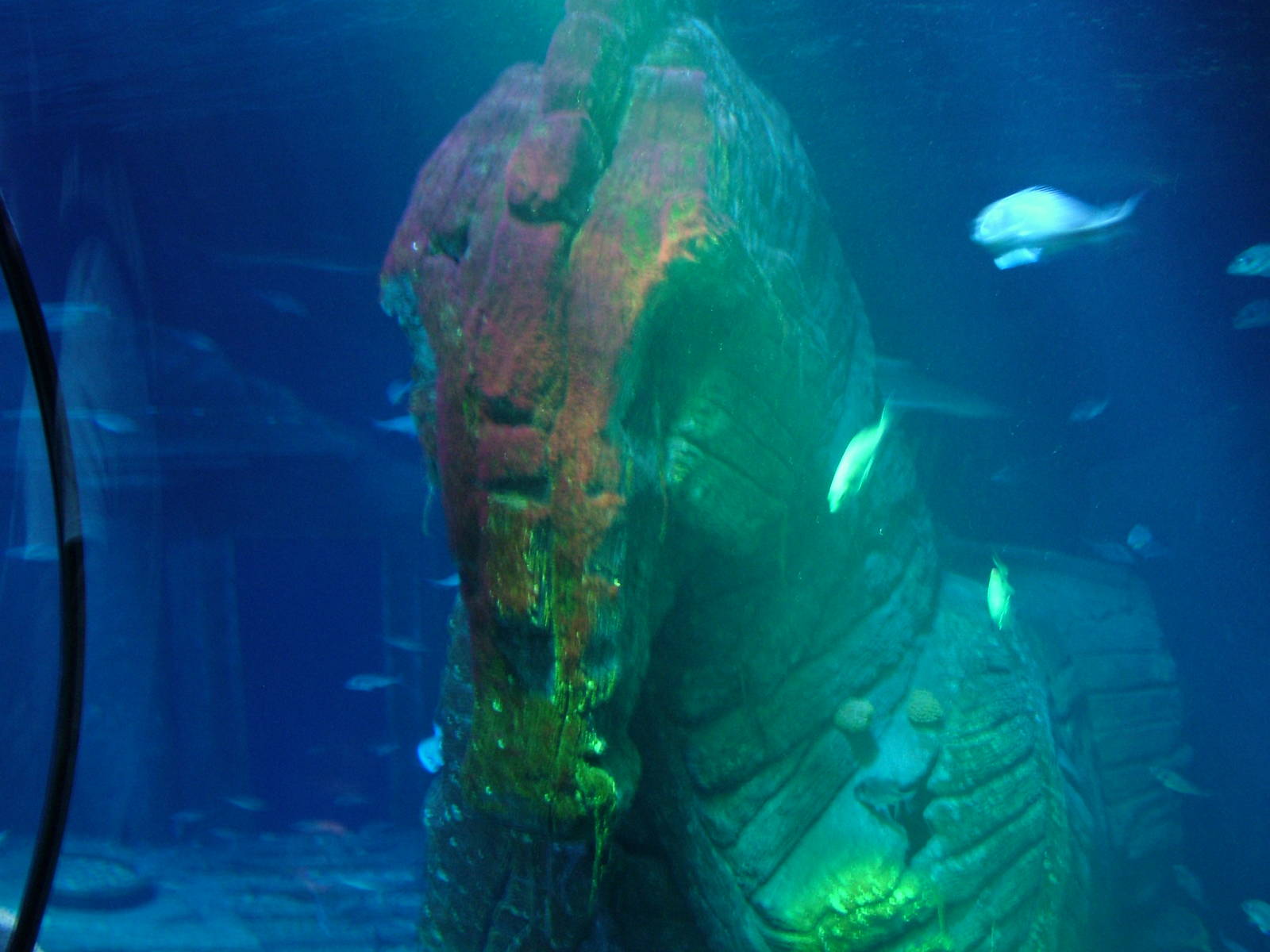 Ocean Tank at Sealife Munich 07/09/06