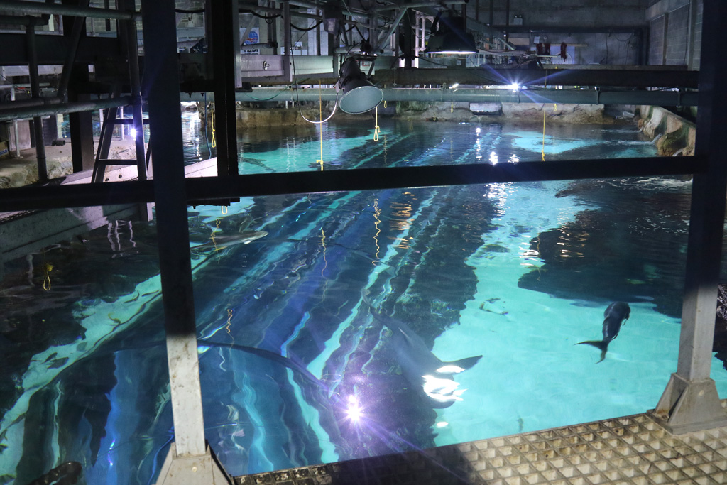 Ocean Tank from above, Blue Planet Aquarium 22/02/2017
