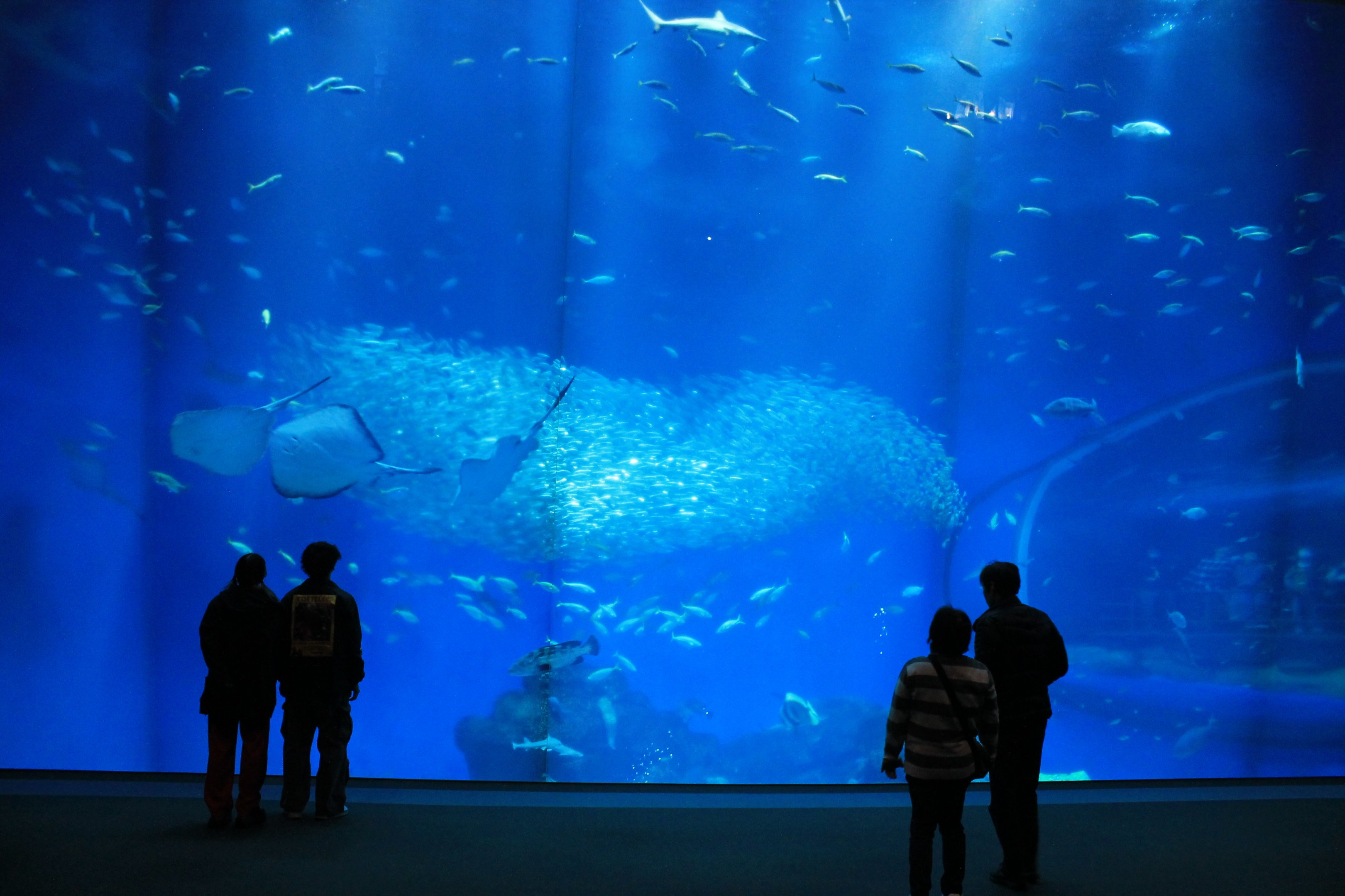 Ocean tank from front window