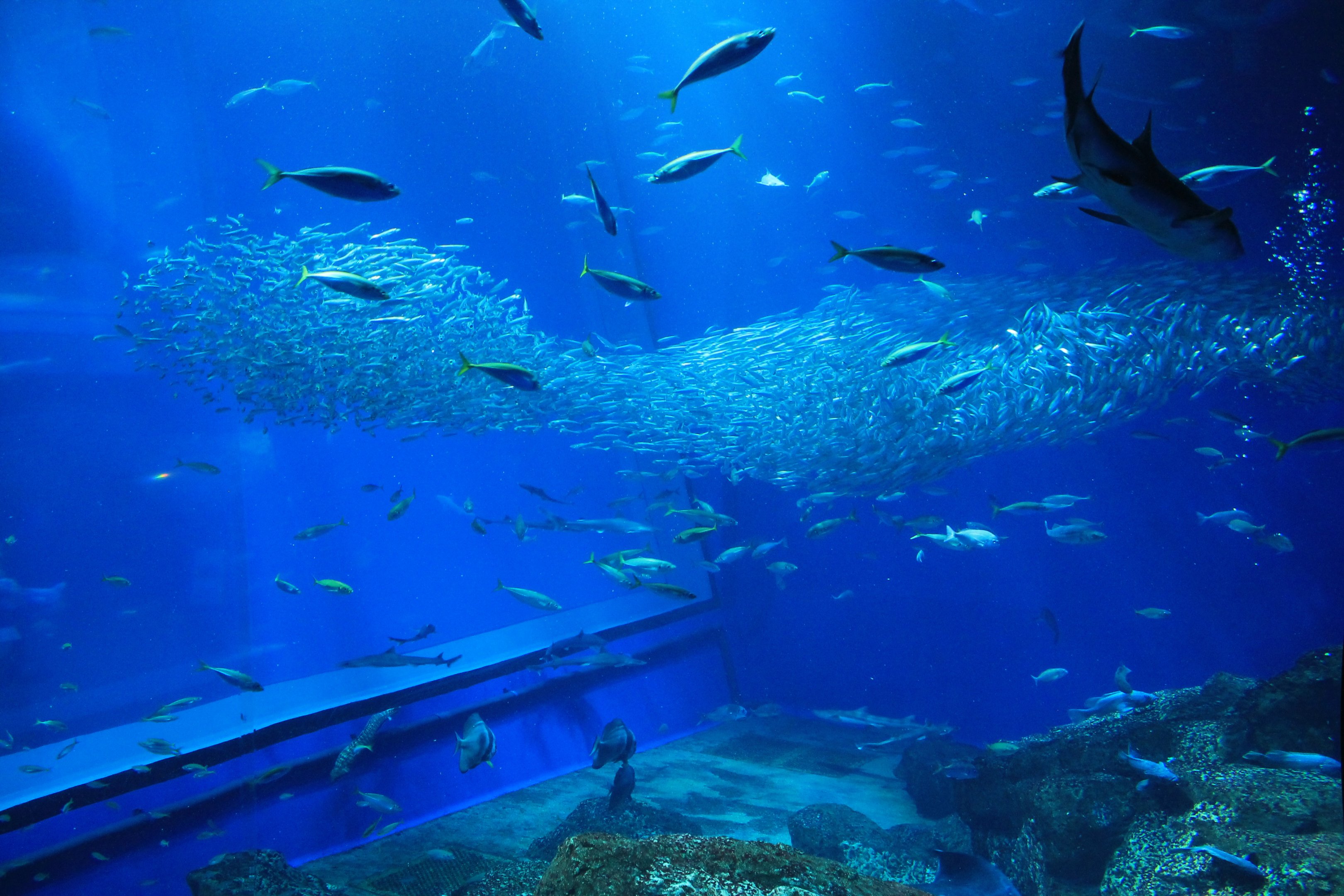 Ocean tank from side-window