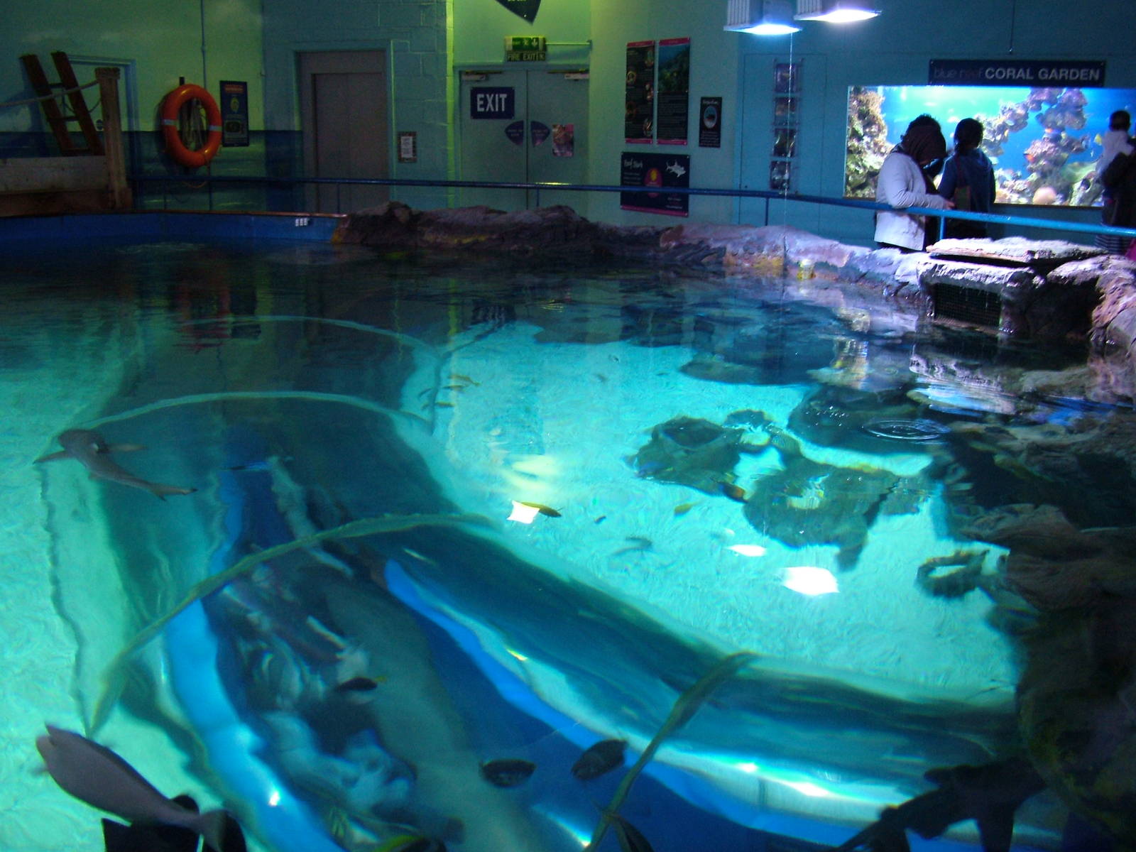 Ocean tank overview at Blue Reef Newquay 11/04/09