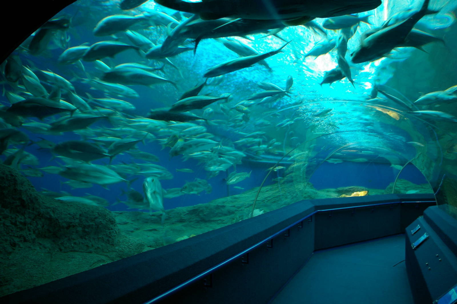 ocean tank, Pattaya Underwater World (Thailand)