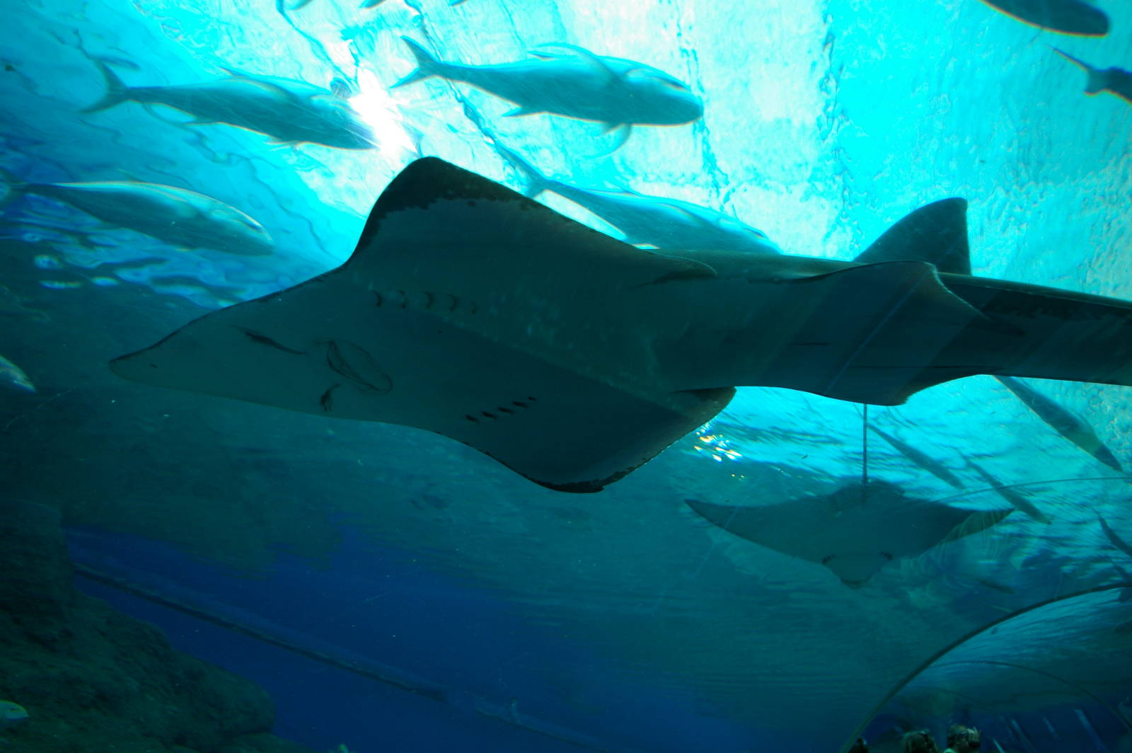 ocean tank, Pattaya Underwater World (Thailand)
