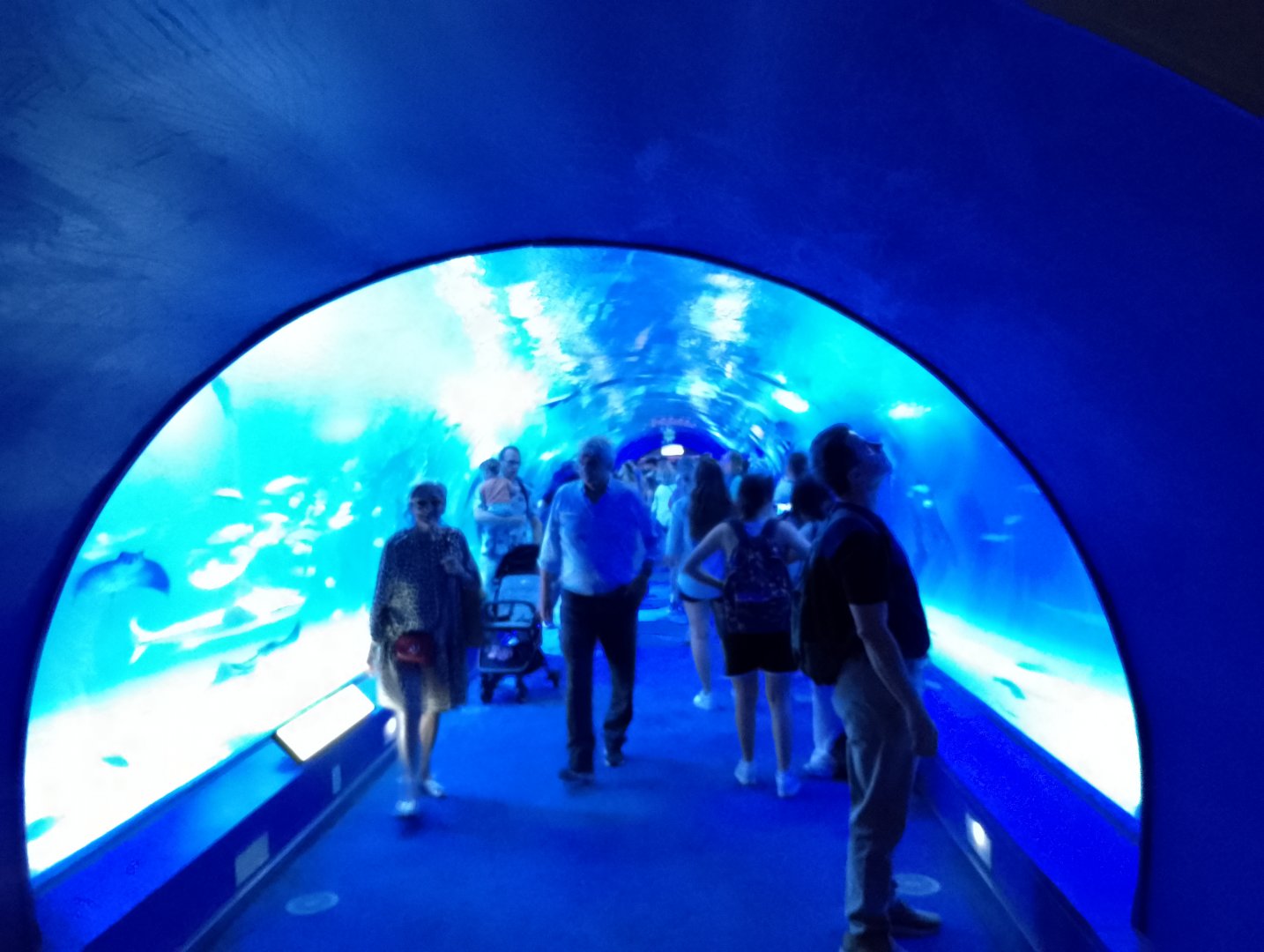 Ocean tank tunnel