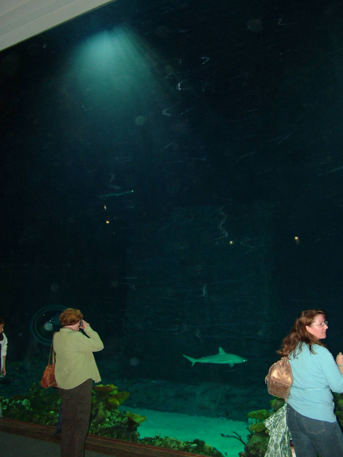 Ocean tank window at Hagenbecks, Hamburg