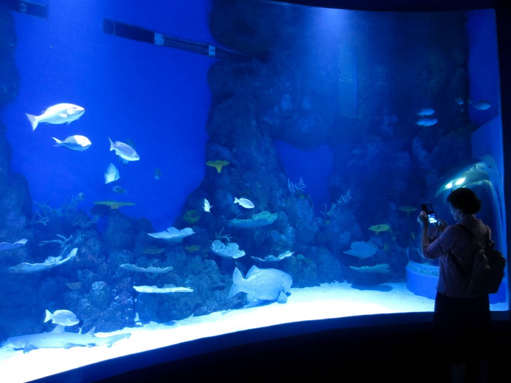 Ocean Tank