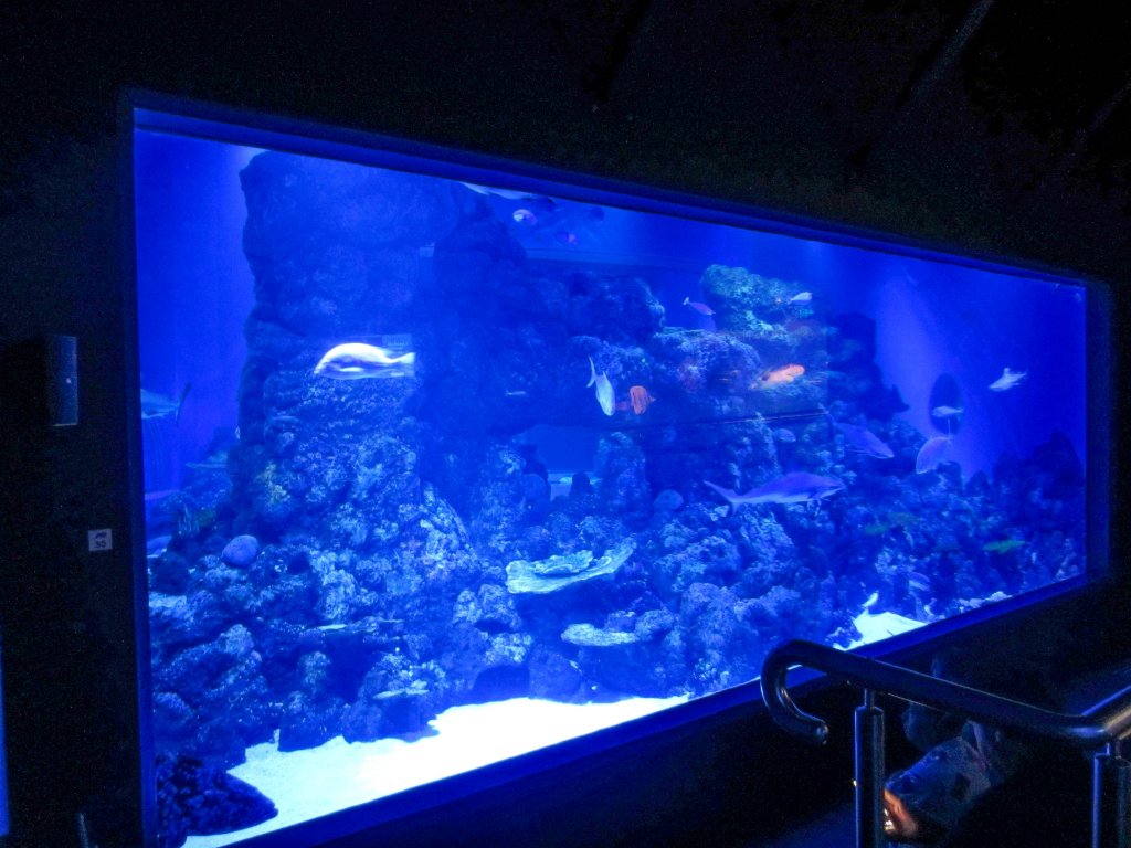 Ocean Tank