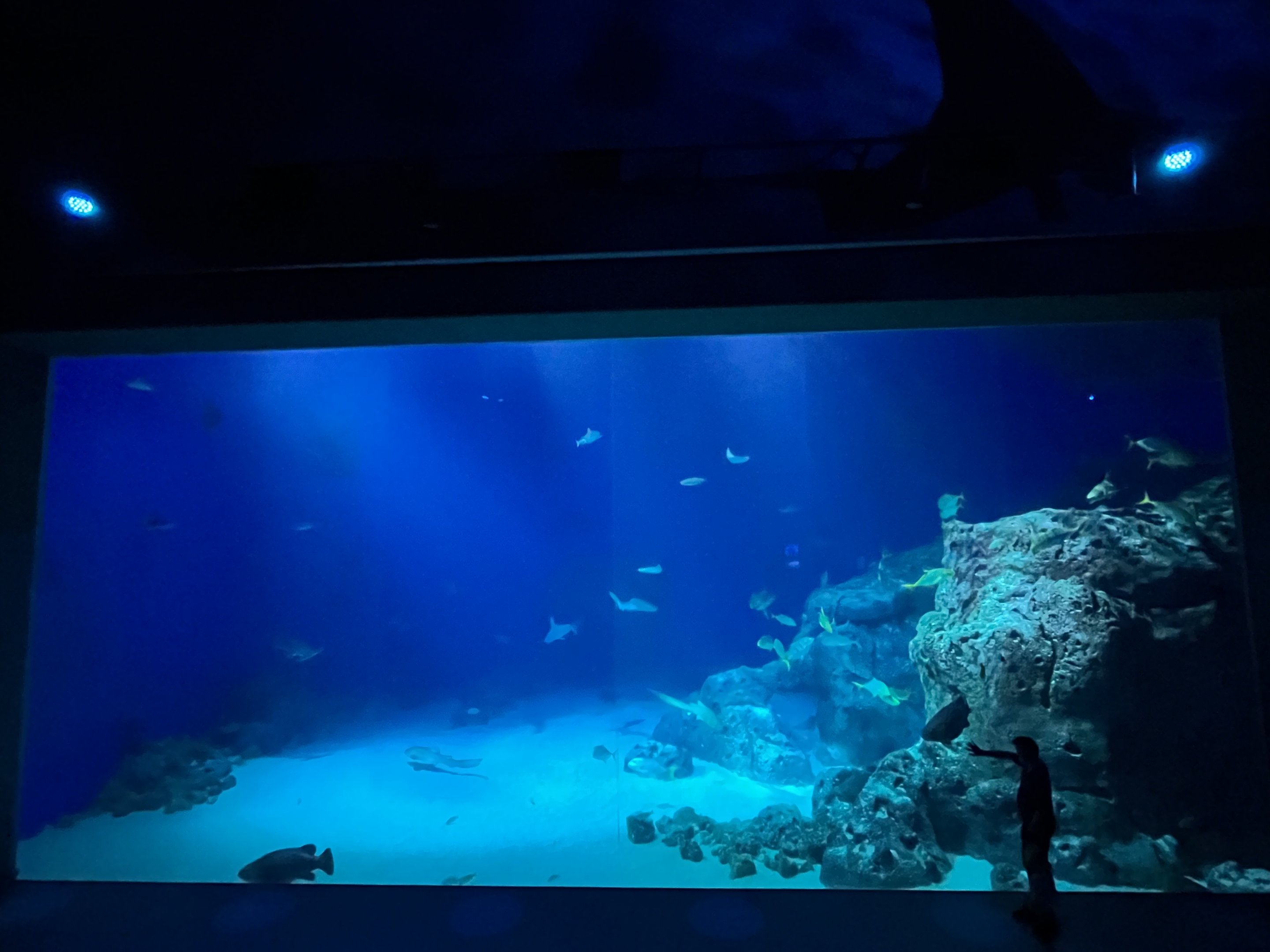Ocean Tank