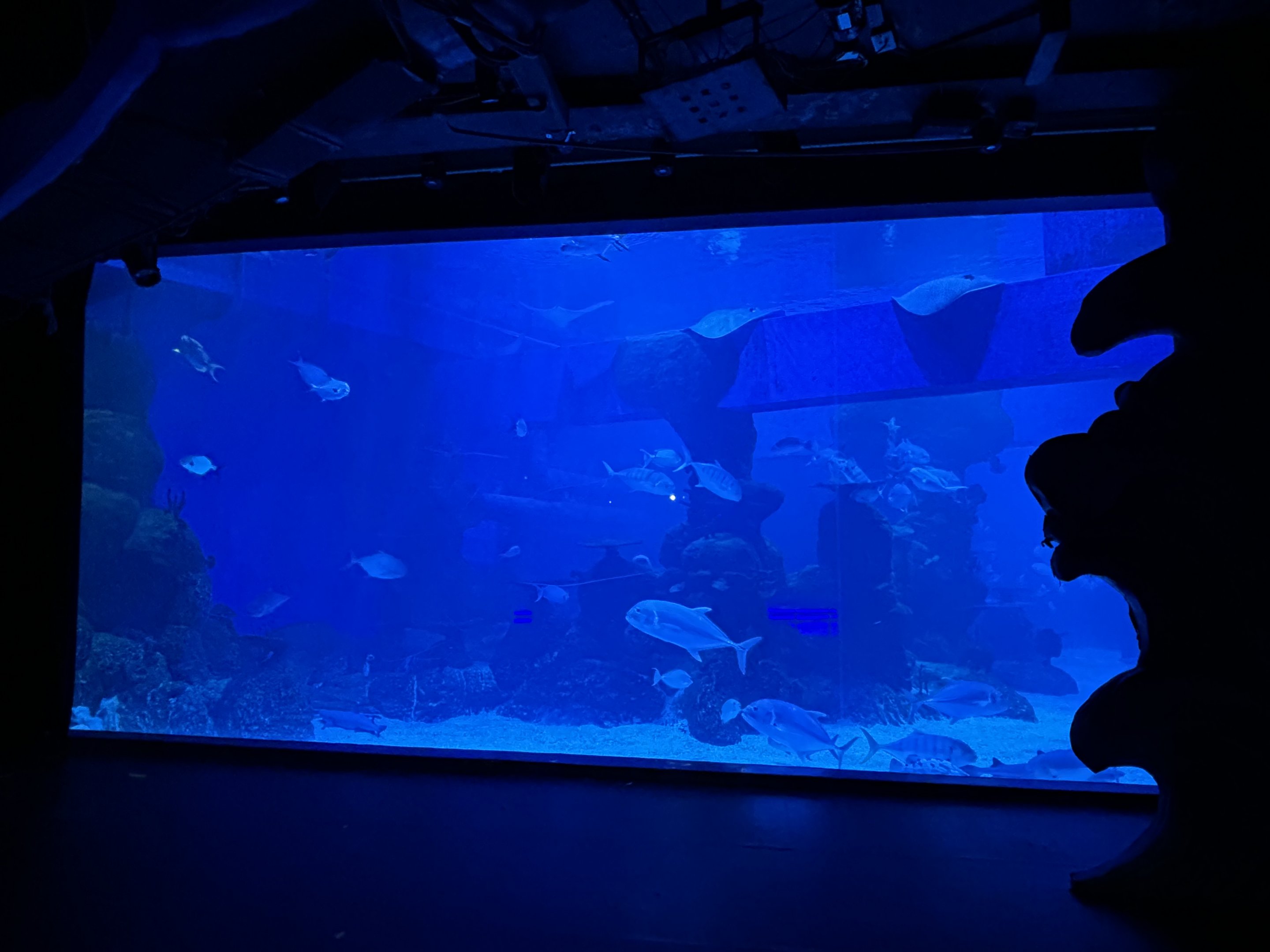 Ocean Tank