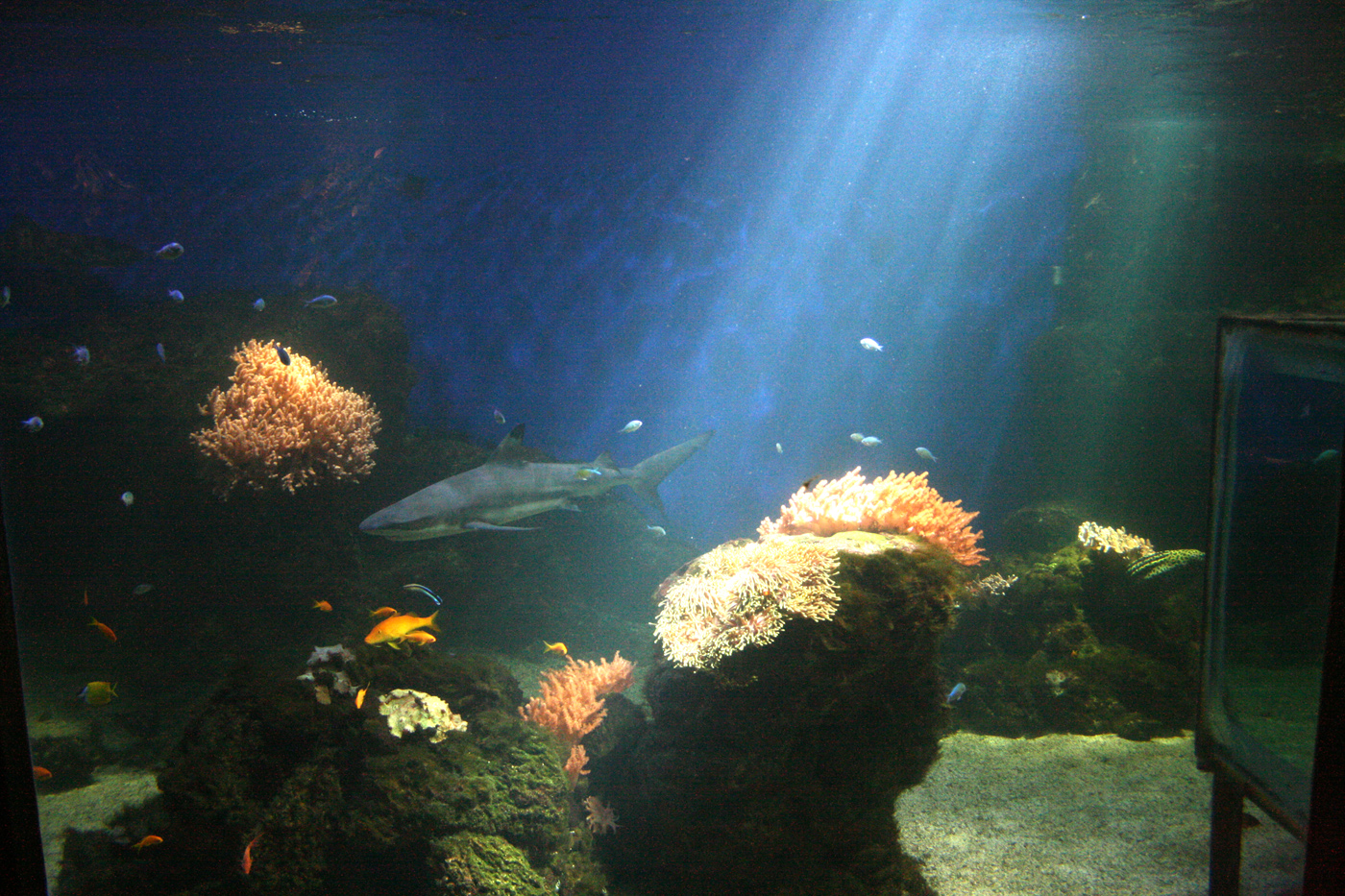 Ocean tank