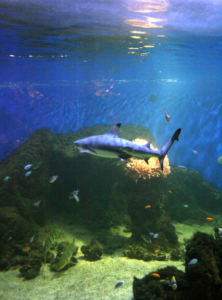 Ocean tank