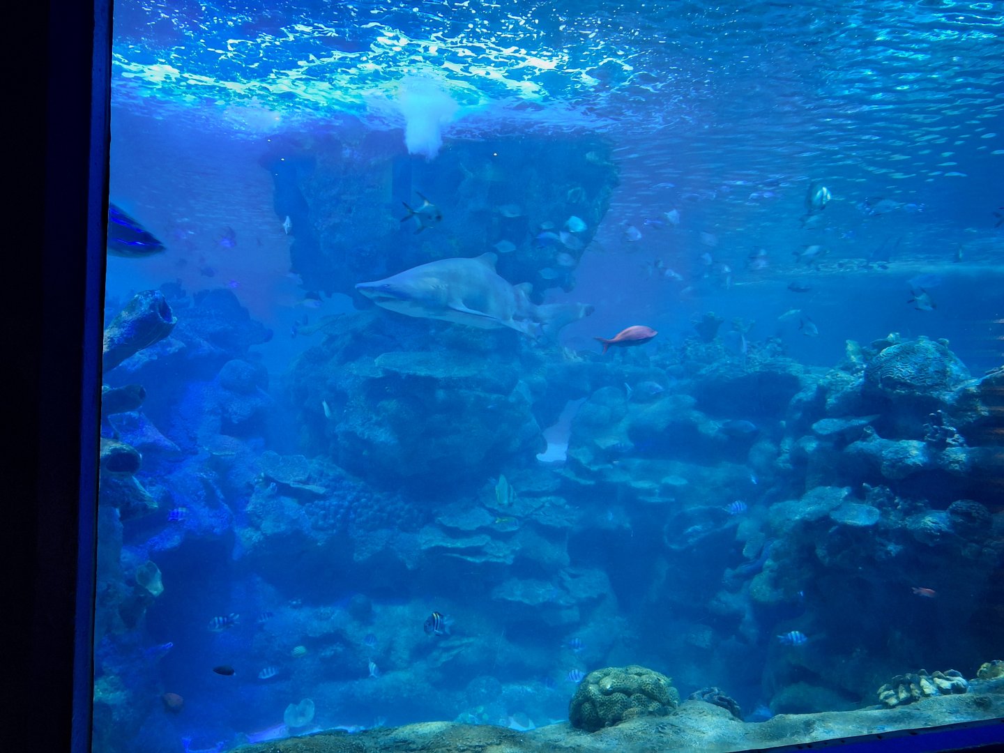 Ocean Tank