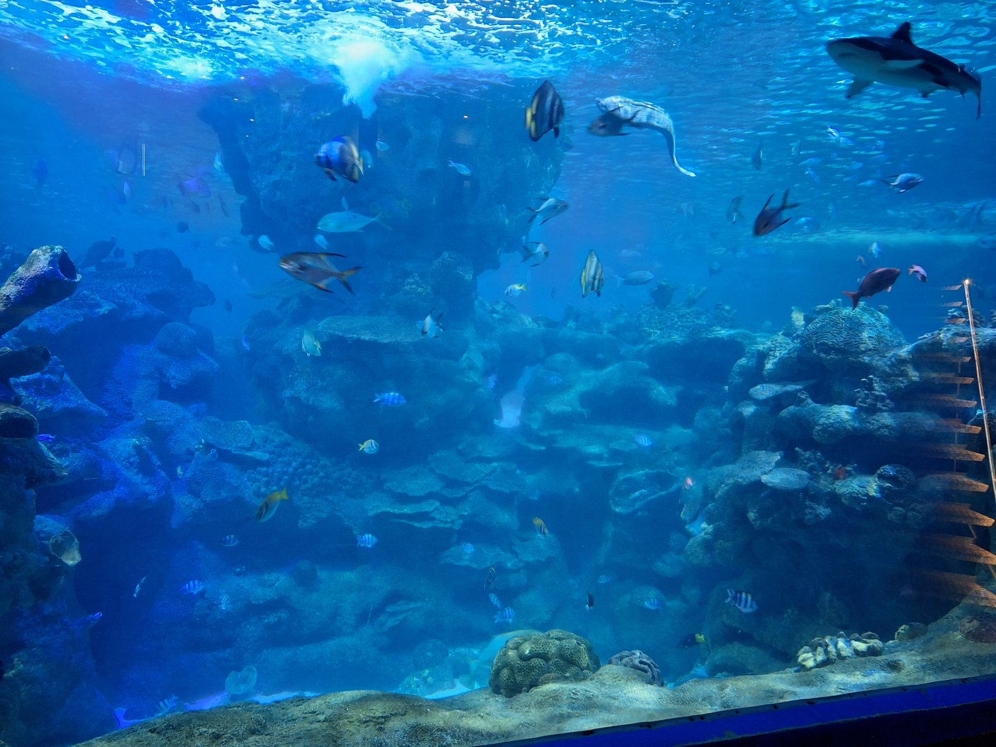 Ocean Tank