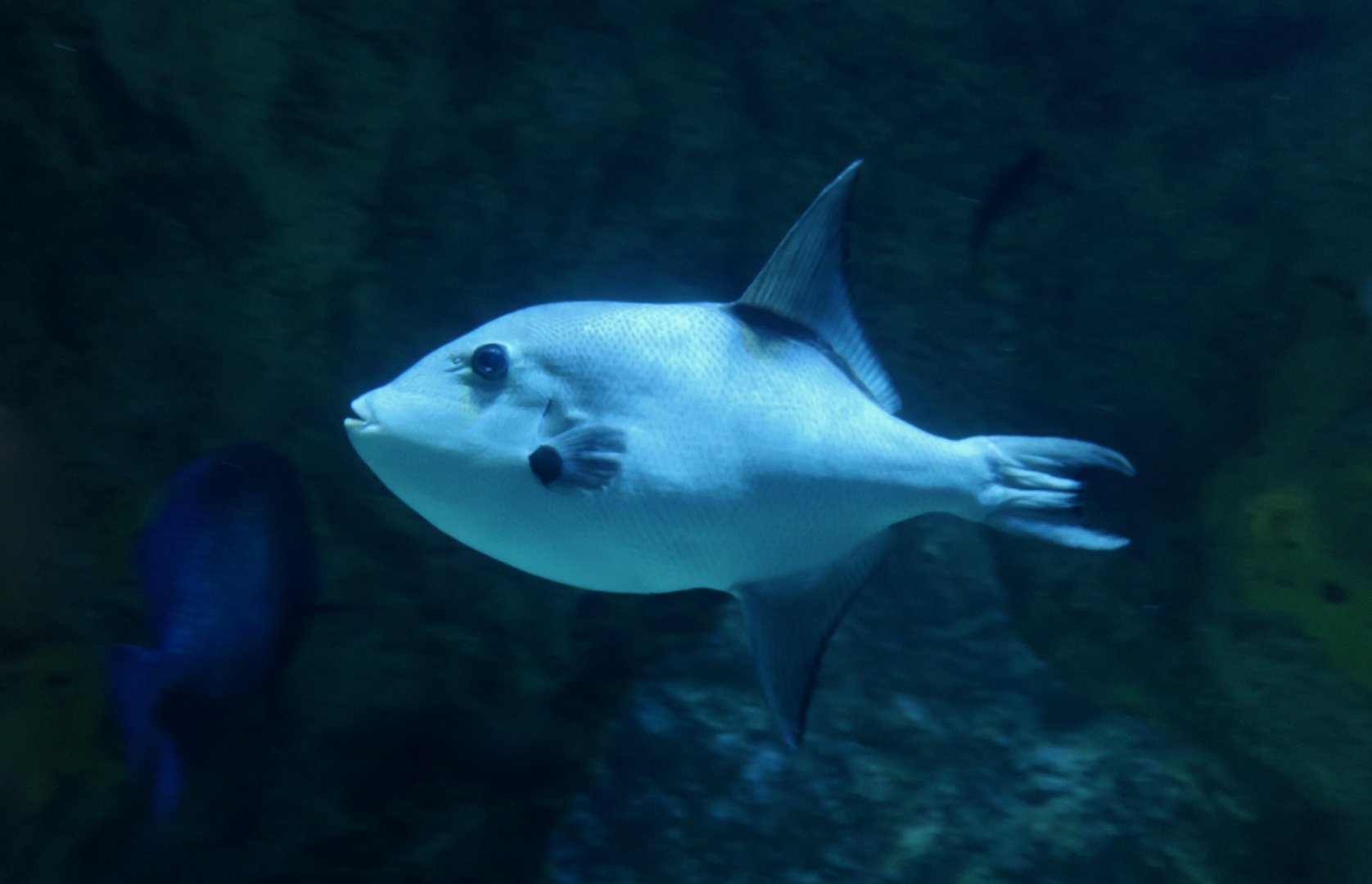Ocean Triggerfish (Canthidermis sufflamen)