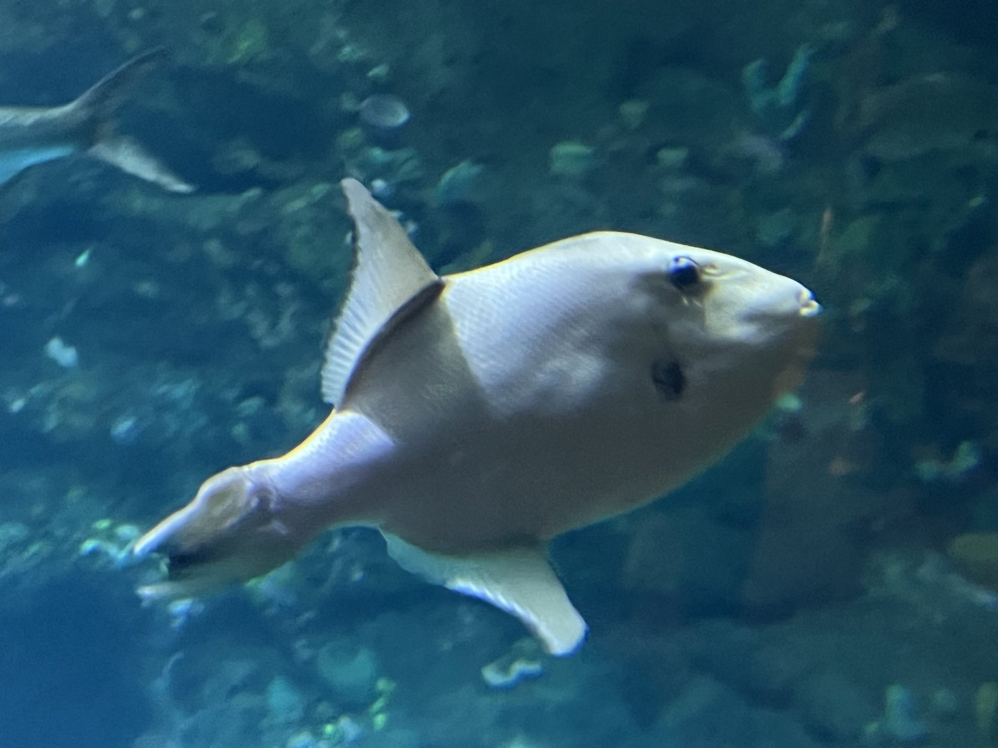 Ocean Triggerfish (Canthidermis sufflamen)