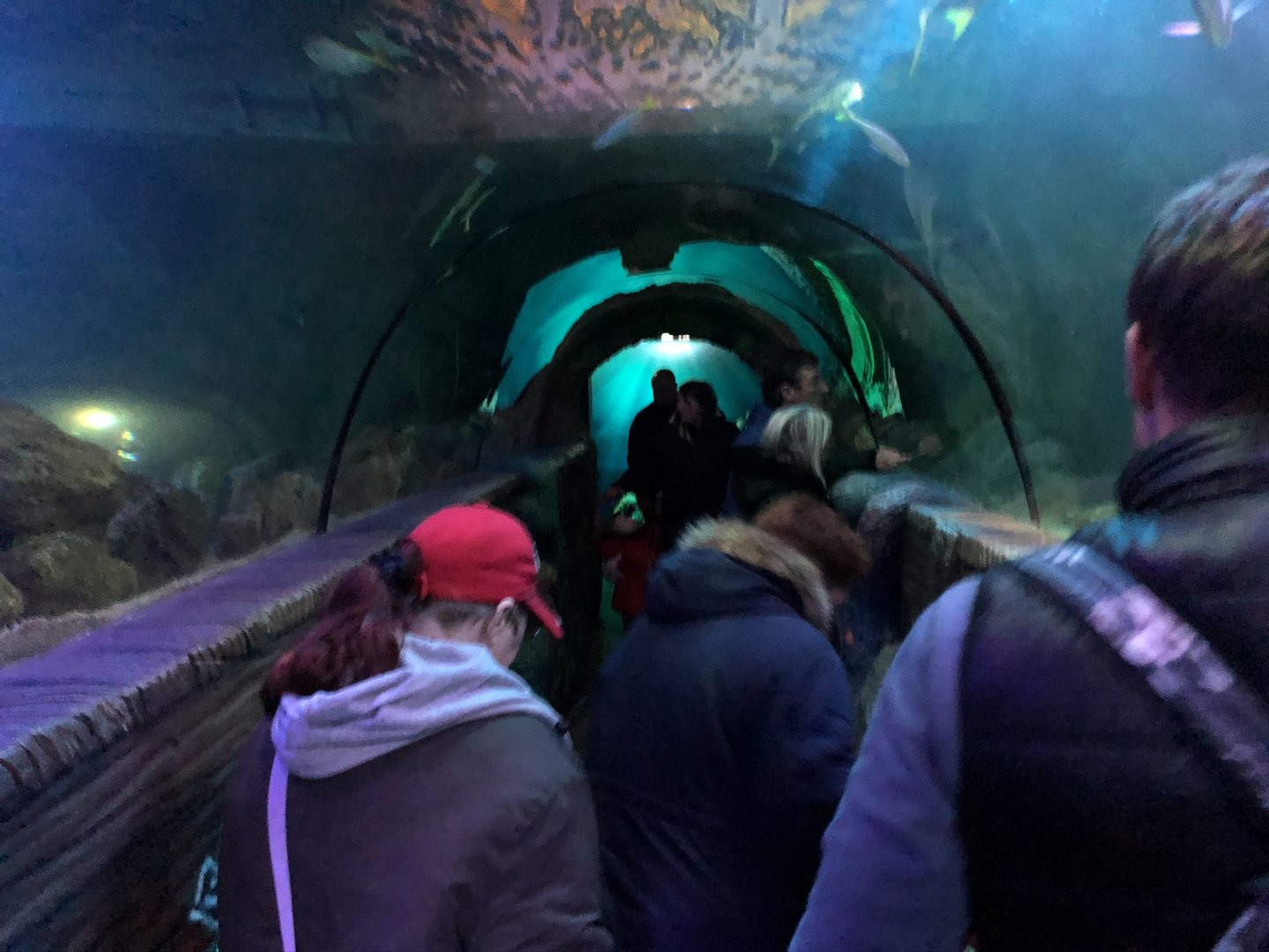 Ocean Tunnel at SEA LIFE Blackpool (2019)