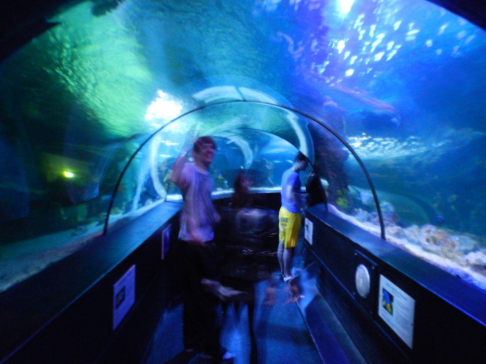 Ocean Tunnel at SEA LIFE Scarborough - 26/08/2012