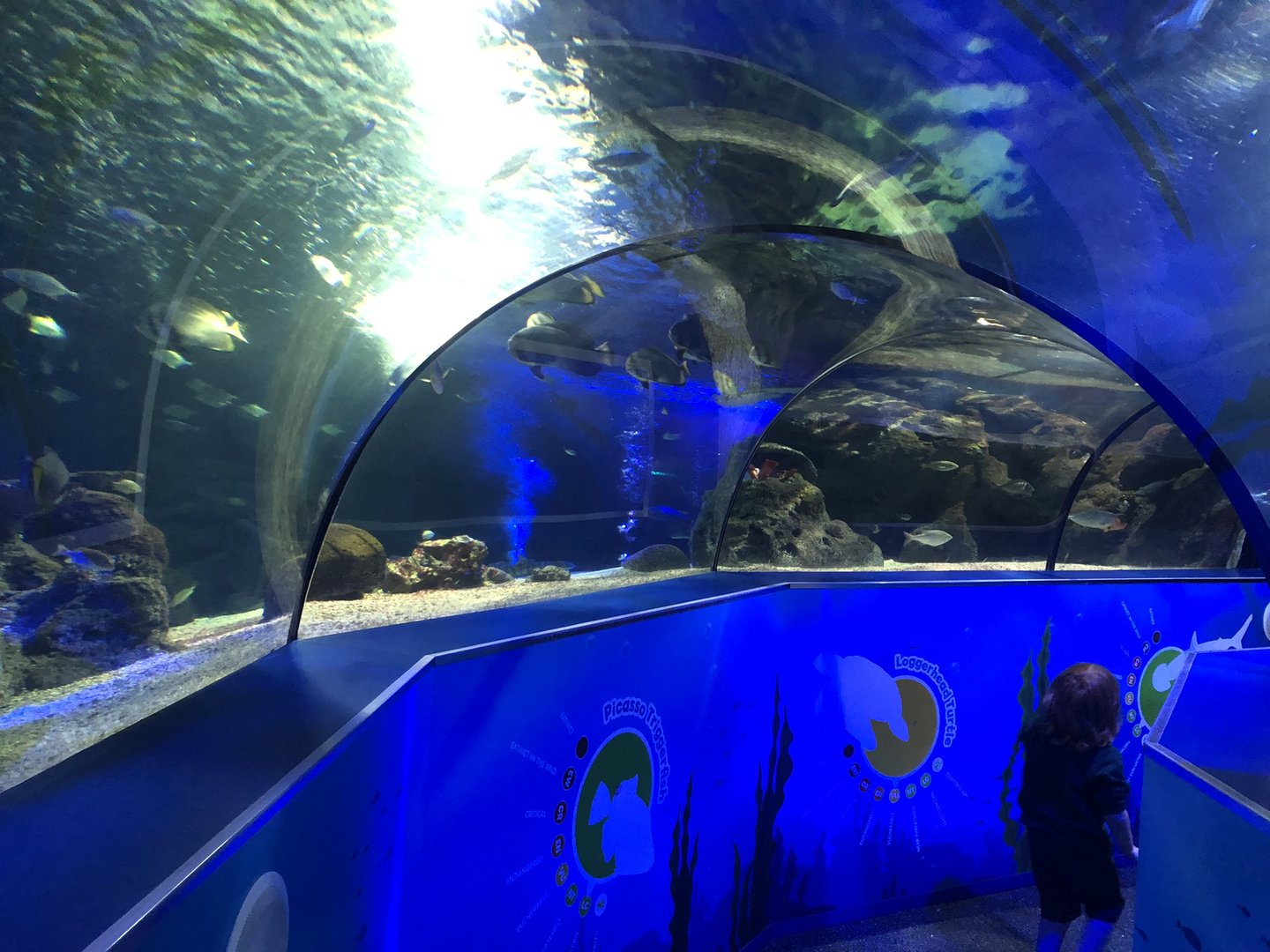 Ocean Tunnel at SEA LIFE Scarborough (September 2022)