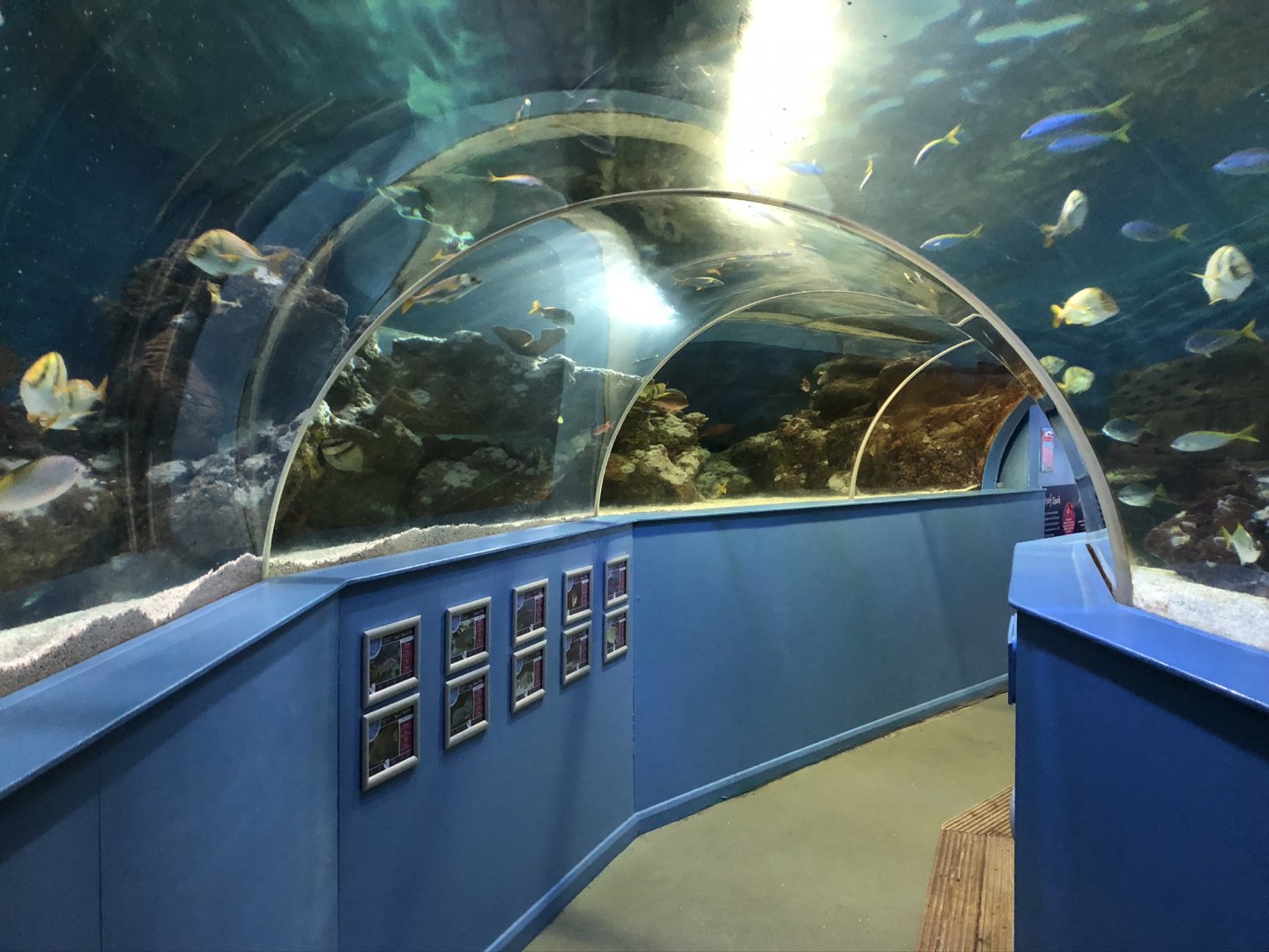 Ocean Tunnel at Tynemouth Aquarium (2019)