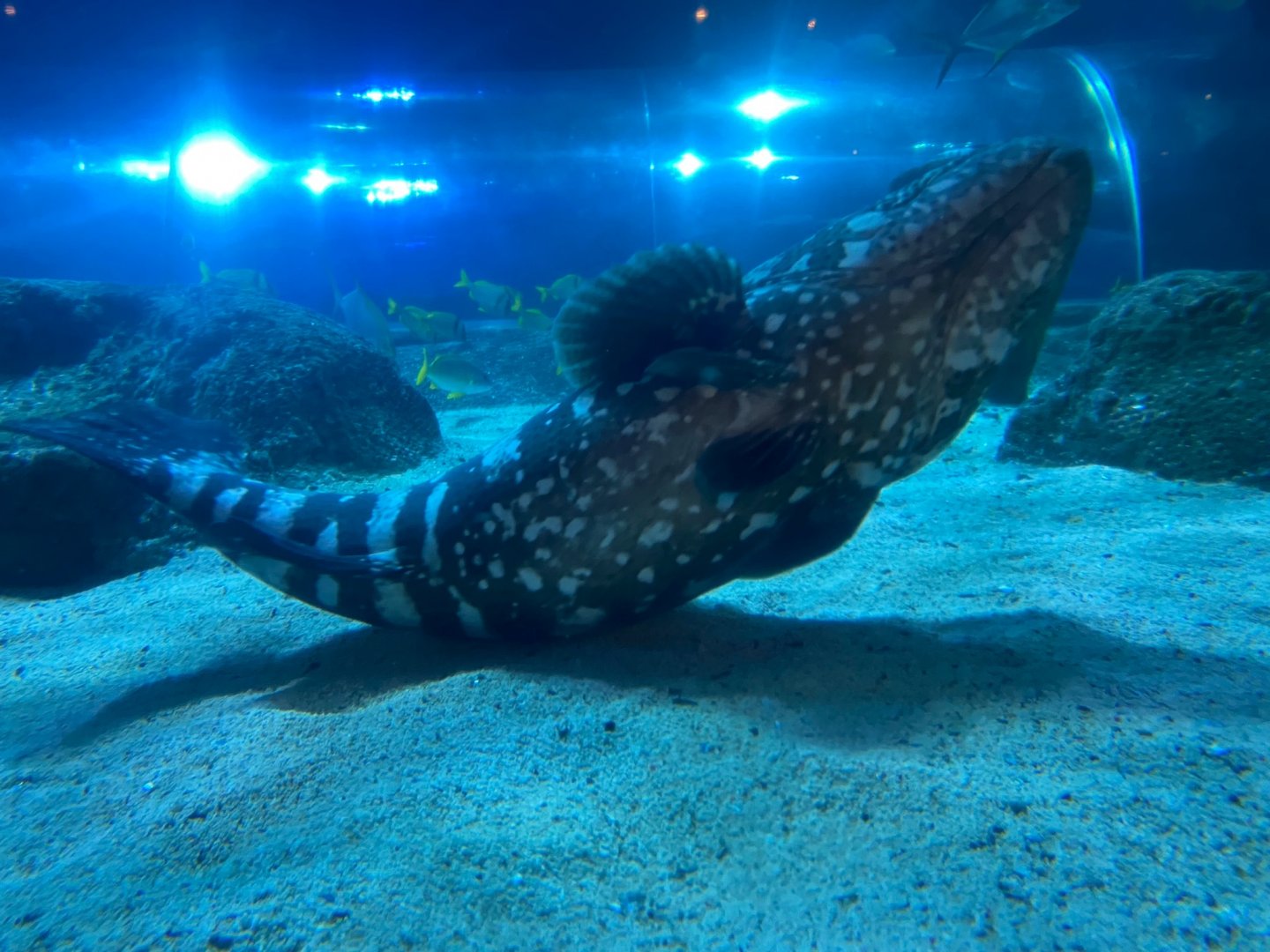 Ocean Tunnel - Atlantic goliath grouper 251123